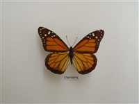 藏品(大樺斑蝶)的圖片